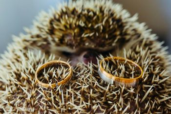 Krisztina �s R�bert karikagy�r�vel kapcsolatos visszajelz�se